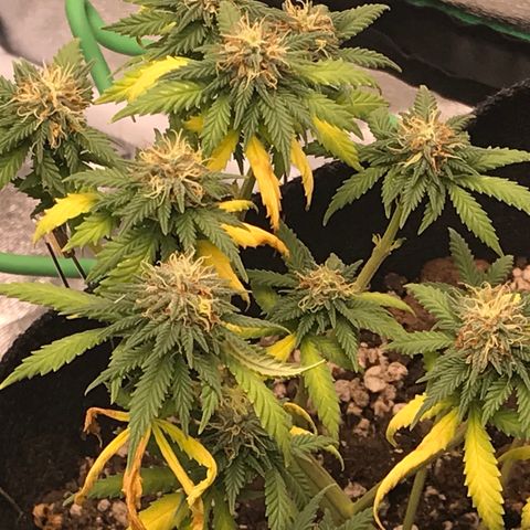 Cheese Feminized Photoperiod  growlog timeline photo