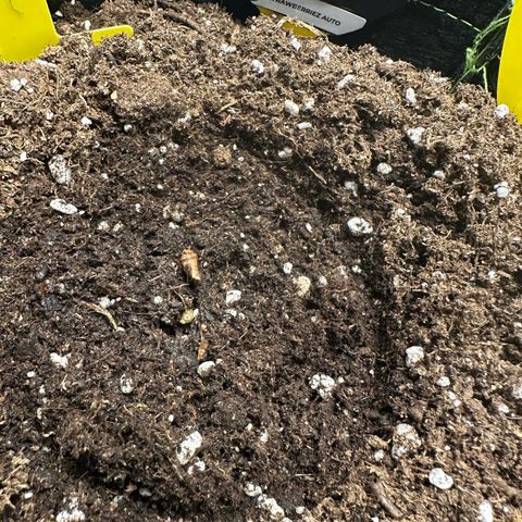 Highdi  growlog photo:  +4 Tropfen Wasser 