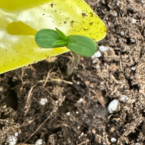 Highdi  growlog timeline photo