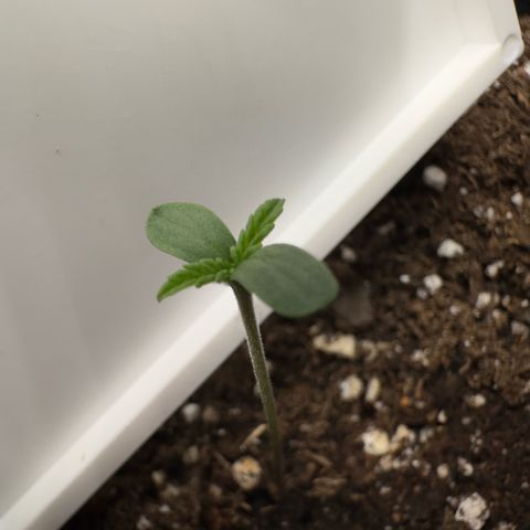 Highdi  growlog timeline photo