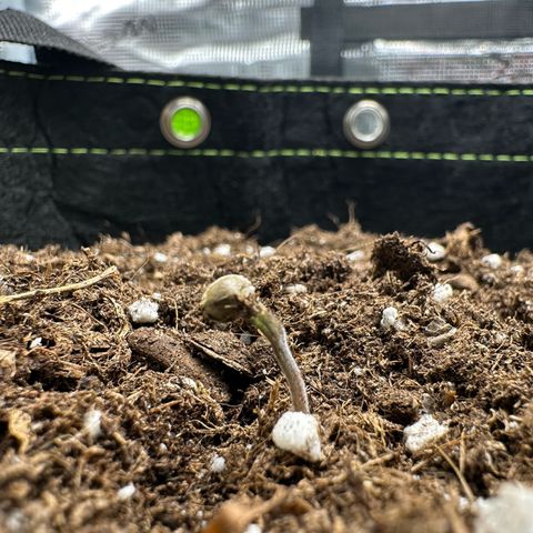 Highdu  growlog timeline photo