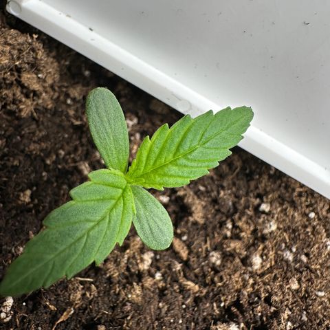 Highdi  growlog timeline photo