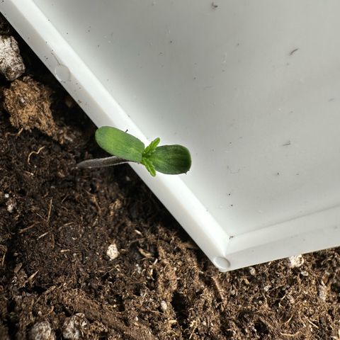 Highdu  growlog timeline photo