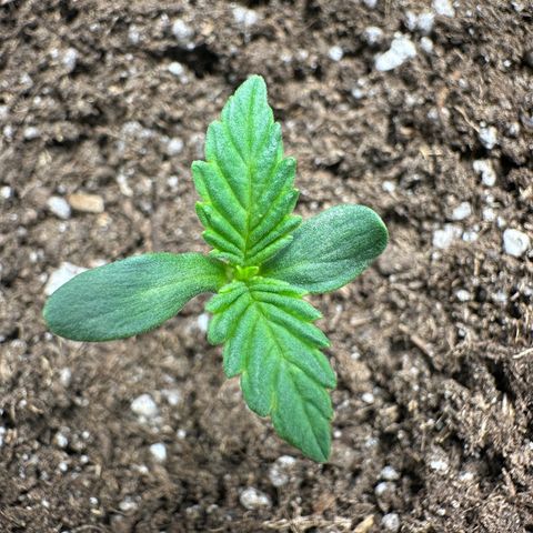 Highdu  growlog timeline photo