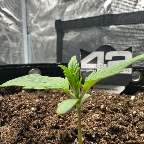 Highdi  growlog timeline photo