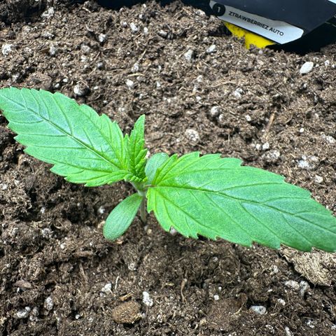 Highdi  growlog timeline photo