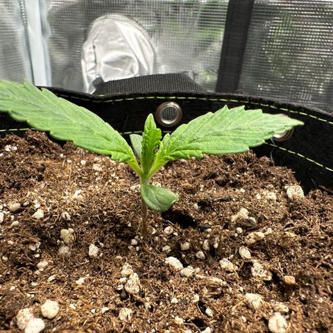 Highdu  growlog timeline photo