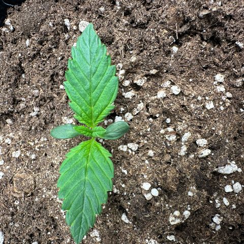 Highdu  growlog timeline photo