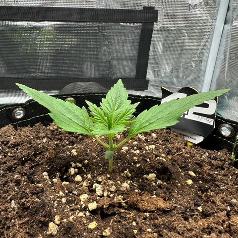 Highdi  growlog timeline photo