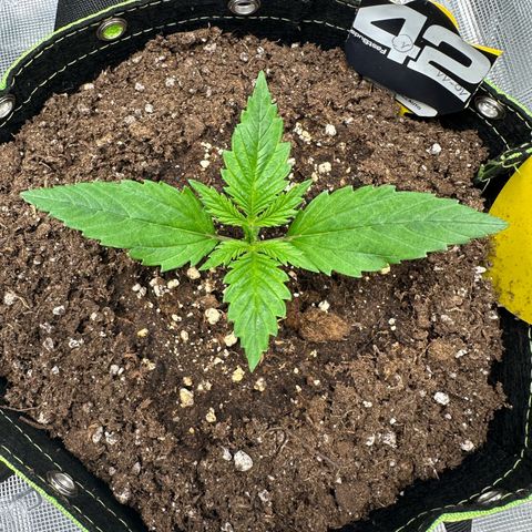 Highdi  growlog timeline photo