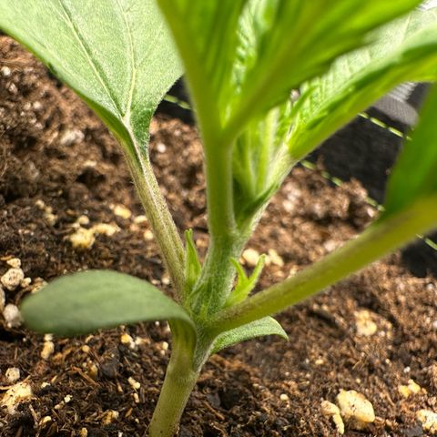 Highdi  growlog timeline photo