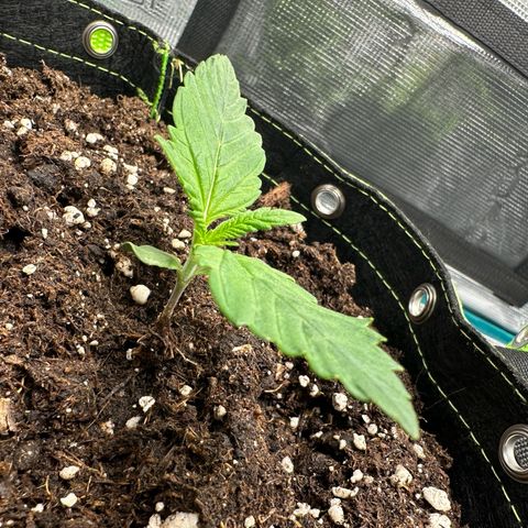 Highdu  growlog timeline photo