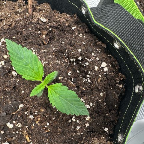 Highdu  growlog timeline photo