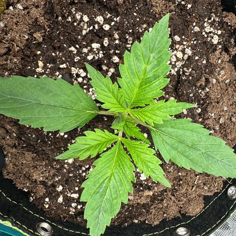 Highdi  growlog timeline photo