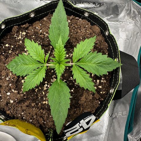 Highdi  growlog timeline photo