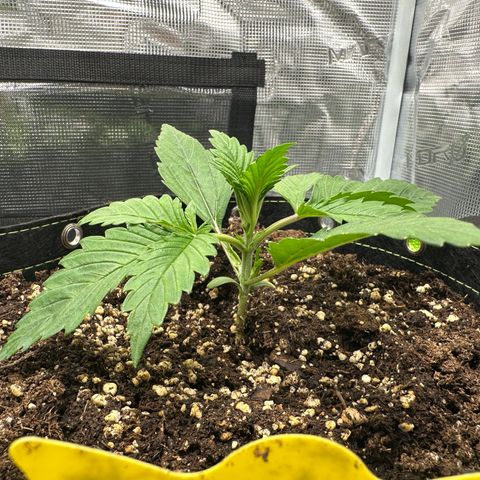 Highdi  growlog timeline photo