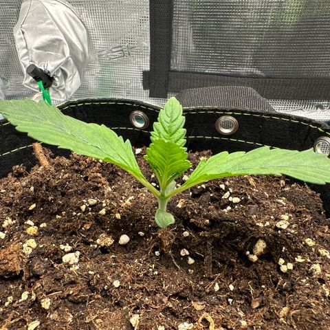 Highdu  growlog timeline photo