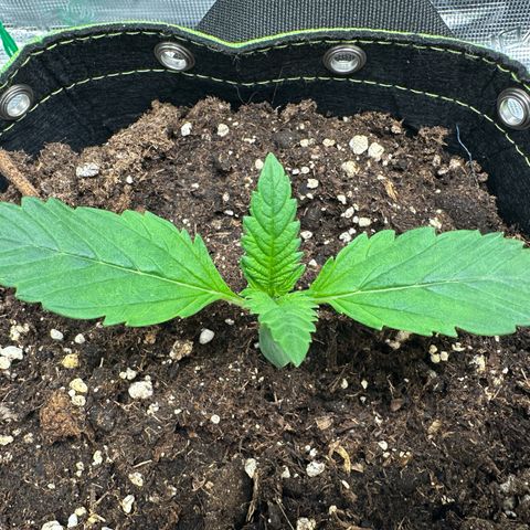 Highdu  growlog timeline photo
