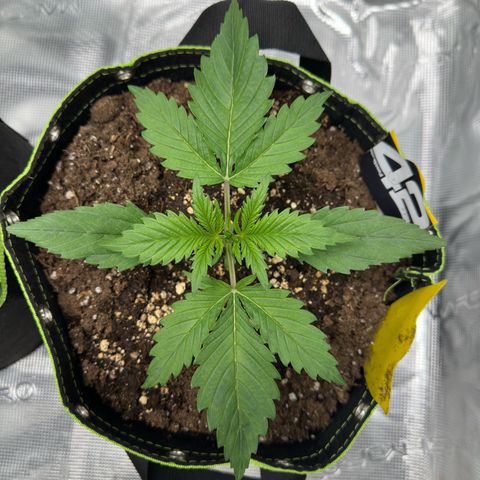 Highdi  growlog timeline photo