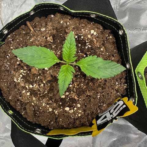 Highdu  growlog timeline photo
