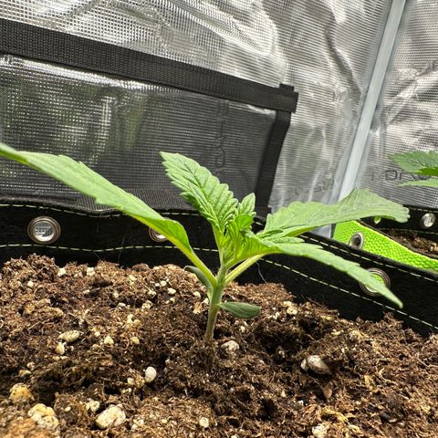Highdu  growlog timeline photo