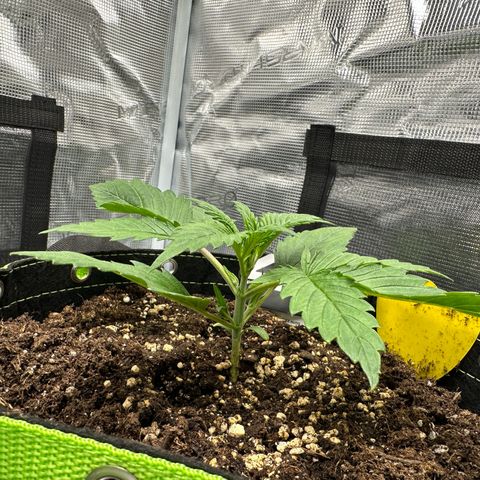 Highdi  growlog timeline photo
