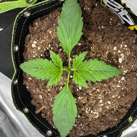 Highdu  growlog timeline photo