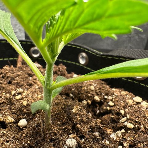 Highdu  growlog timeline photo