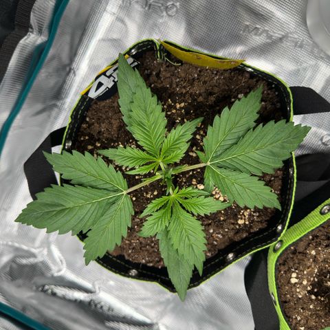 Highdi  growlog timeline photo