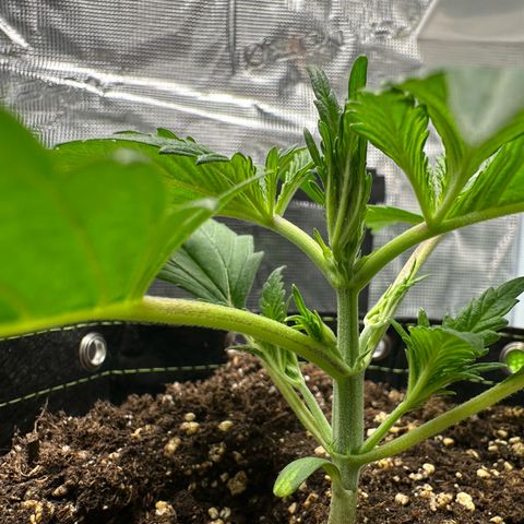Highdi  growlog timeline photo