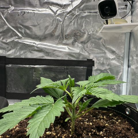 Highdi  growlog timeline photo