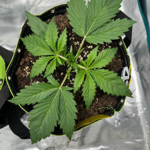 Highdi  growlog timeline photo