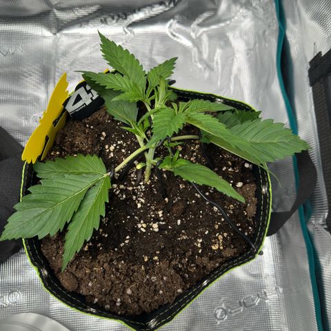 Highdi  growlog timeline photo
