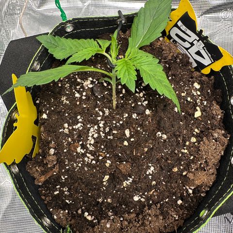 Highdu  growlog timeline photo