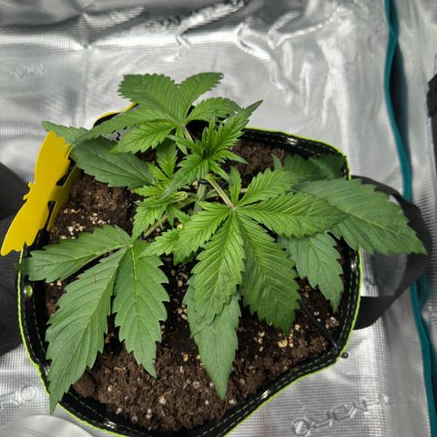 Highdi  growlog timeline photo