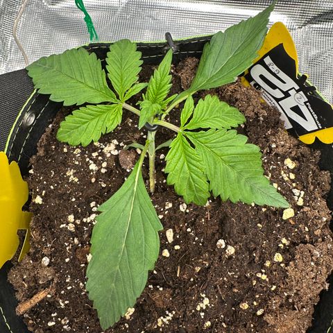 Highdu  growlog timeline photo