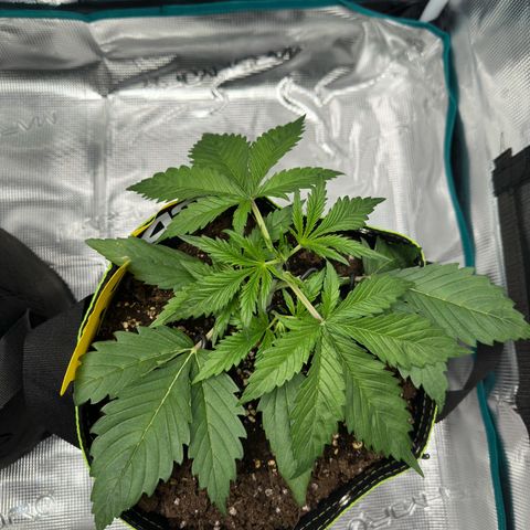 Highdi  growlog timeline photo