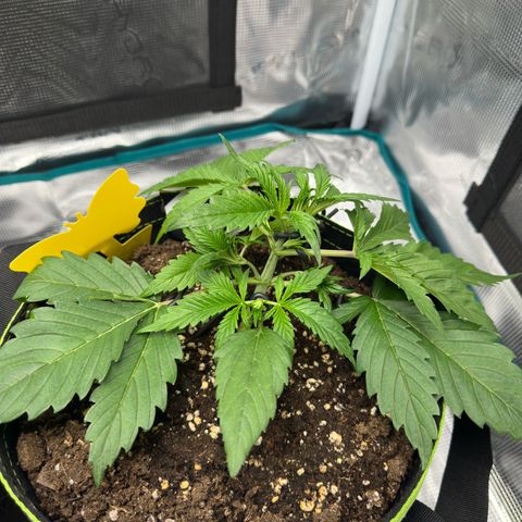 Highdi  growlog timeline photo