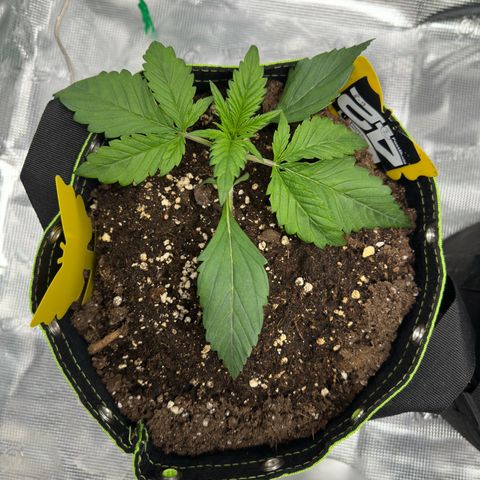 Highdu  growlog timeline photo