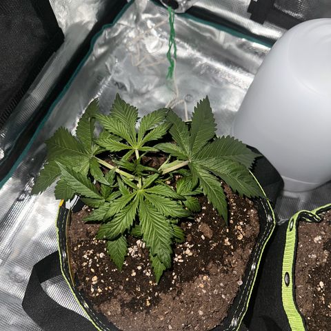 Highdi  growlog timeline photo