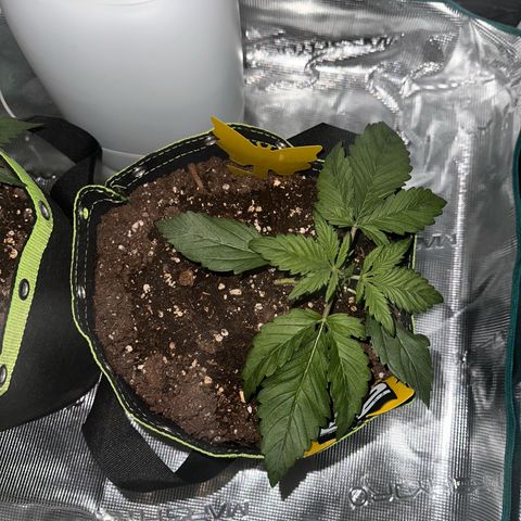 Highdu  growlog timeline photo