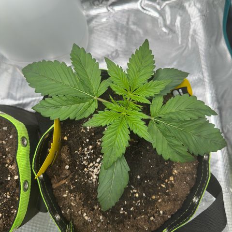 Highdu  growlog timeline photo