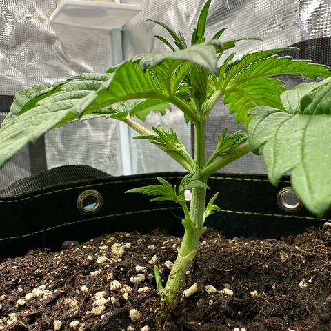 Highdu  growlog timeline photo