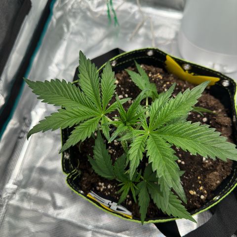 Highdi  growlog timeline photo