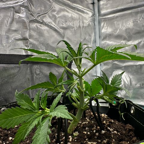 Highdi  growlog timeline photo