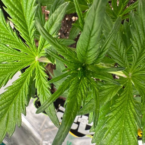 Highdi  growlog photo: Gelbe Blattspitzen, eventuell haben die Wurzeln, dass 2. Substrat erreicht und deswegen bisschen überdüngt. 