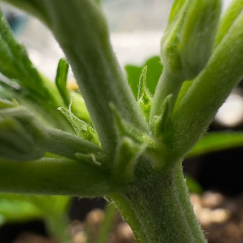 Highdi  growlog photo: Vorblüte 