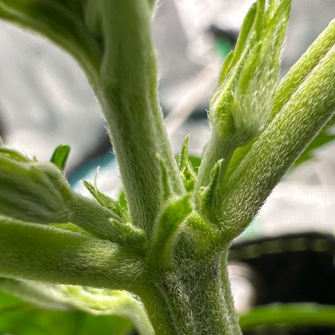 Highdi  growlog photo: Vorblüte 