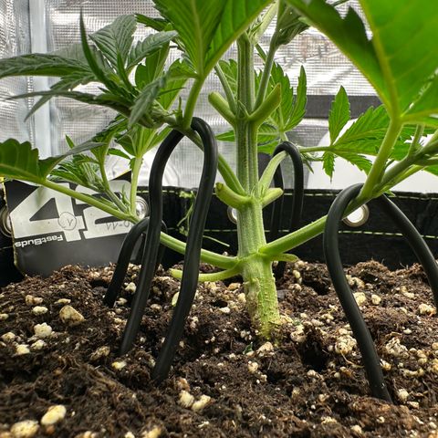 Highdi  growlog timeline photo