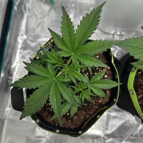 Highdi  growlog timeline photo
